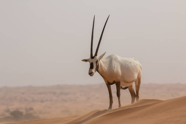 oryx árabe - arabian oryx - fotografias e filmes do acervo