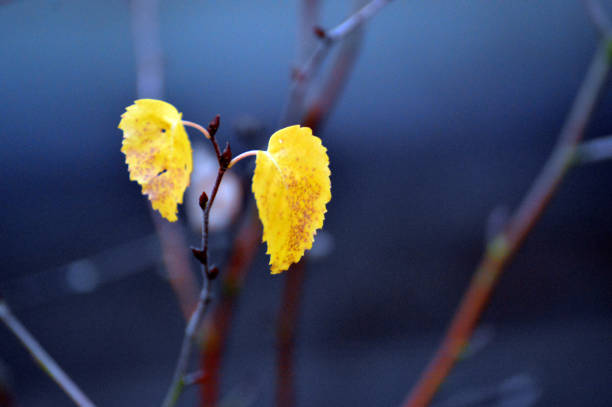 Golden leaves of birch tree close up