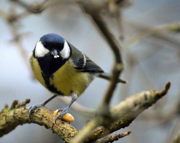 istock Great tit holding a seed with the claw. 1283549221