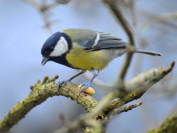 istock Great tit holding a seed with the claw. 1283549707
