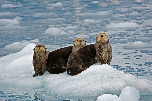 Sea Otters on Ice,  Enhydra lutris, near the face of a glacier in Prince William Sound, Alaska.
