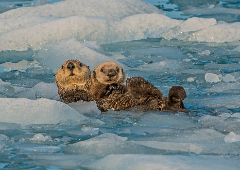Mother and Young Alaska Sea Otter, Sea otter, Enhydra lutris,   Prince William Sound, Alaska, cold water, near glaciers,  ice from a glacier. resting; floating; mother; pup; young otter; swimming; holding pup. At Suprise Glacier in Prince William Sound;