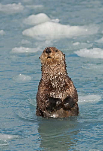 head of a North American River Otter (Lontra canadensis) swimming in dark brown still water with reflections of the sky and trees