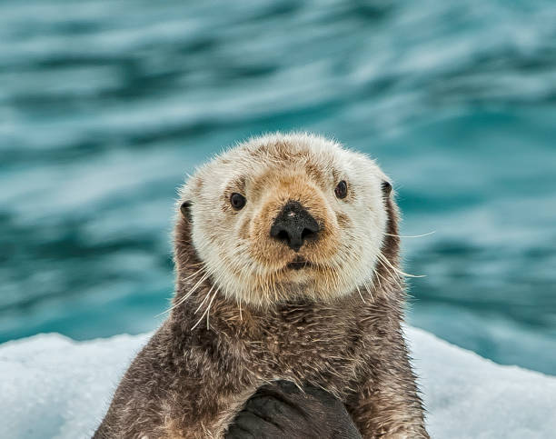 3,400+ Sea Otter Stock Photos, Pictures & Royalty-Free Images ...
