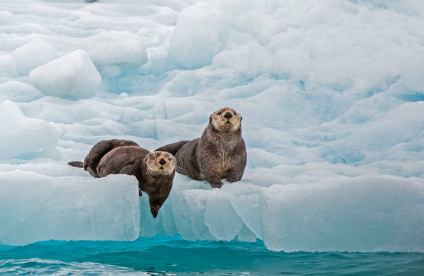 sea otter on ice, enhydra lutris, prince william sound, alaska, em frente à geleira surpresa. descansando no gelo da geleira. - undomesticated animals - fotografias e filmes do acervo