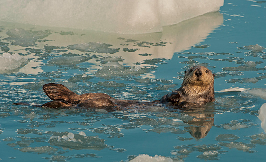 A seal swimming in the water with its head sticking out