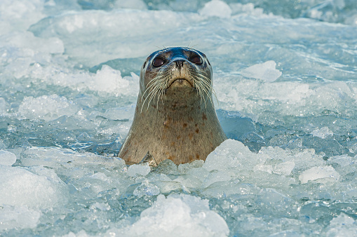 Harbor Seal on ice and  in Icy water, Phoca vitulina, Prince William Sound, Alaska. Phocidae. Seal in the water and ice near the face of a glacier.
