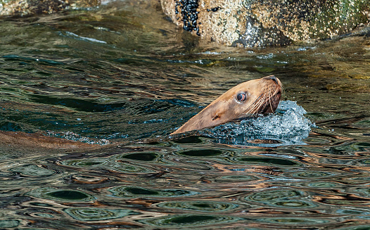 The Steller sea lion (Eumetopias jubatus) also known as the northern sea lion and Steller's sea lion, is a threatened species of sea lion in the northern PacificThe largest of the eared seals (Otariidae). Prince William Sound, Alaska. Swimming.