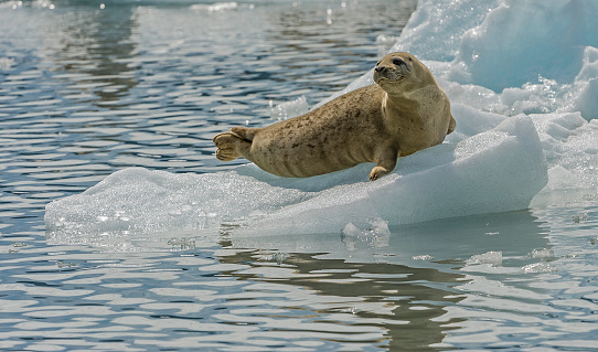 Harbor Seal on ice and  in Icy water, Phoca vitulina, Prince William Sound, Alaska. Phocidae. Seal in the water and ice near the face of a glacier.