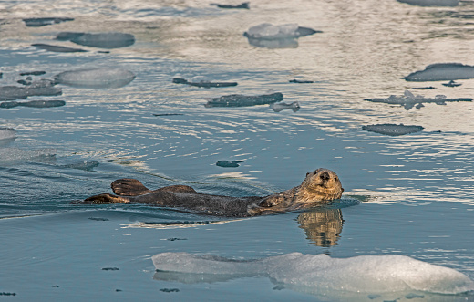 Sea Otter on Ice,  Enhydra lutris,  Prince William Sound,  Alaska, in front of Surprise Glacier. Resting on the ice from the glacier.