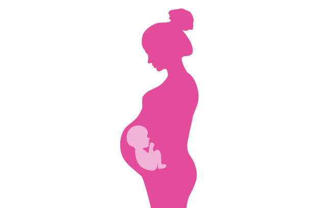 Pregnant woman concept line art Silhouette of a beautiful pregnant woman with a baby in the womb. Pregnancy line art vector fetus stock illustrations