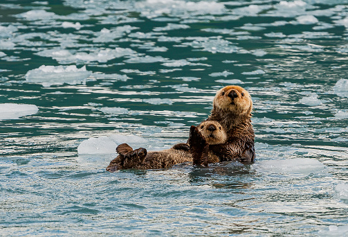 Mother and Young Alaska Sea Otter, Sea otter, Enhydra lutris,   Prince William Sound, Alaska, cold water, near glaciers,  ice from a glacier. resting; floating; mother; pup; young otter; swimming; holding pup. At Suprise Glacier in Prince William Sound;