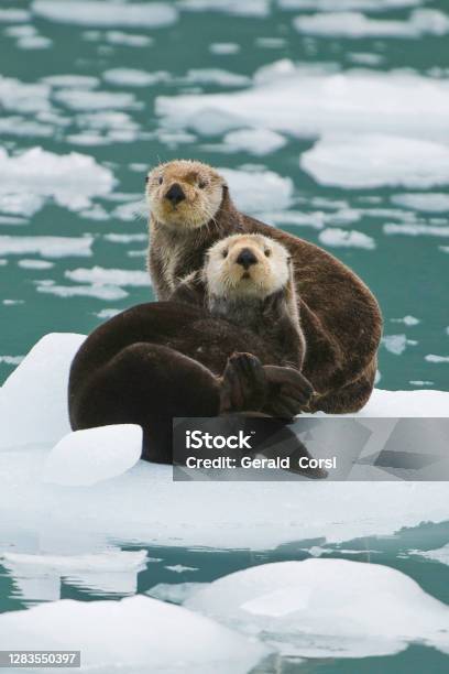 Sea Otter On Ice Enhydra Lutris Prince William Sound Alaska In Front Of Surprise Glacier Resting On The Ice From The Glacier Stock Photo - Download Image Now