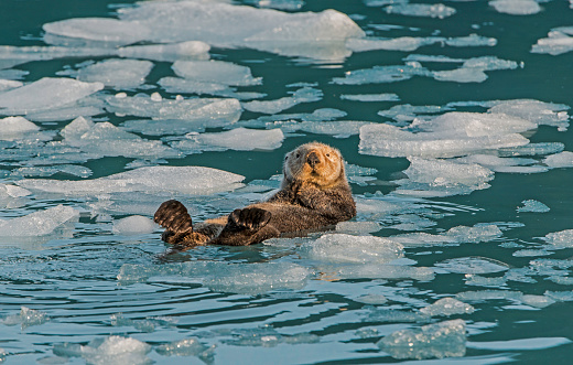 Sea Otter on Ice,  Enhydra lutris,  Prince William Sound,  Alaska, in front of Surprise Glacier. Resting on the ice from the glacier.