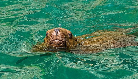 The Steller sea lion (Eumetopias jubatus) also known as the northern sea lion and Steller's sea lion, is a threatened species of sea lion in the northern PacificThe largest of the eared seals (Otariidae). Prince William Sound, Alaska. Swimming.