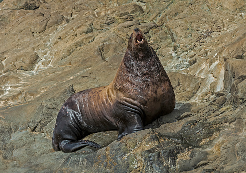 The Steller sea lion (Eumetopias jubatus) also known as the northern sea lion and Steller's sea lion, is a threatened species of sea lion in the northern PacificThe largest of the eared seals (Otariidae). Prince William Sound, Alaska. A rocky haul-out area. Hauling-out. Large male or bull.