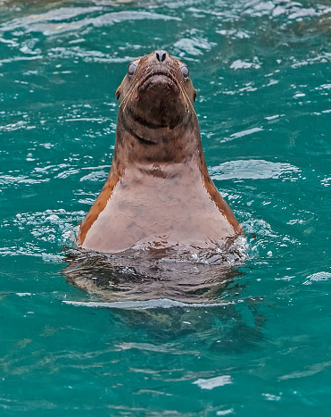 The Steller sea lion (Eumetopias jubatus) also known as the northern sea lion and Steller's sea lion, is a threatened species of sea lion in the northern PacificThe largest of the eared seals (Otariidae). Prince William Sound, Alaska. Swimming.