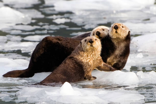 Sea Otter on Ice,  Enhydra lutris,  Prince William Sound,  Alaska, in front of Surprise Glacier. Resting on the ice from the glacier. Sea Otter on Ice,  Enhydra lutris,  Prince William Sound,  Alaska, in front of Surprise Glacier. Resting on the ice from the glacier. sea otter stock pictures, royalty-free photos & images