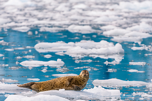 Harbor Seal on ice and  in Icy water, Phoca vitulina, Prince William Sound, Alaska. Phocidae. Seal in the water and ice near the face of a glacier.