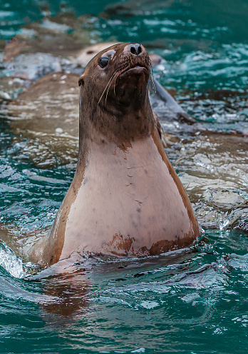 Harbor Seal diving underwater (Phoca vitulina) or Common Seal