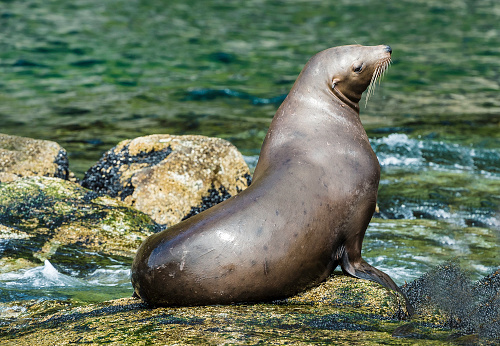 The Steller sea lion (Eumetopias jubatus) also known as the northern sea lion and Steller's sea lion, is a threatened species of sea lion in the northern PacificThe largest of the eared seals (Otariidae). Prince William Sound, Alaska. A rocky haul-out area. Hauling-out. Female.