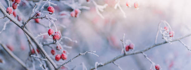 istock Winter panorama with red berries, snow and frost on a light background for decorative design 1283551417