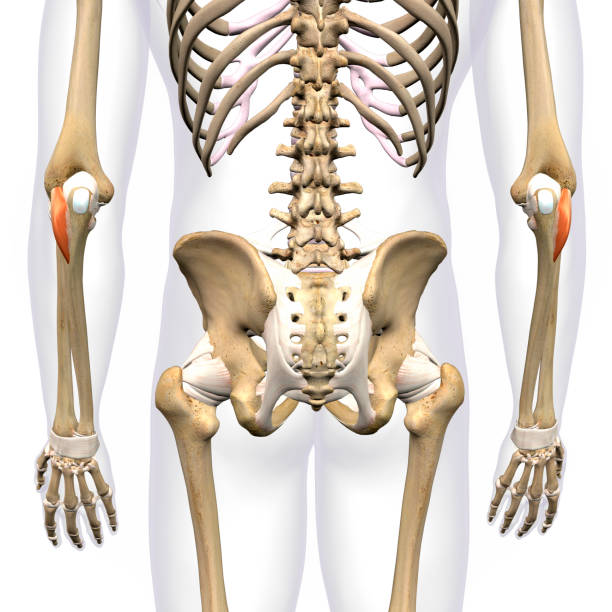 istock Lower Arm Anconeus Muscles Isolated on Male Human Skeleton, 3D Rendering on White Background 1283551432