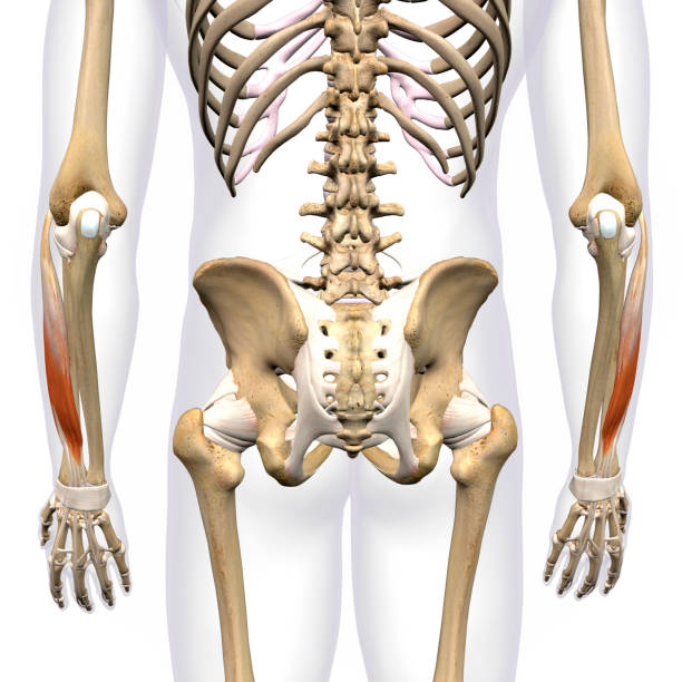 istock Lower Arm Extensor Digitorum Muscles Isolated on Male Human Skeleton, 3D Rendering on White Background 1283551434