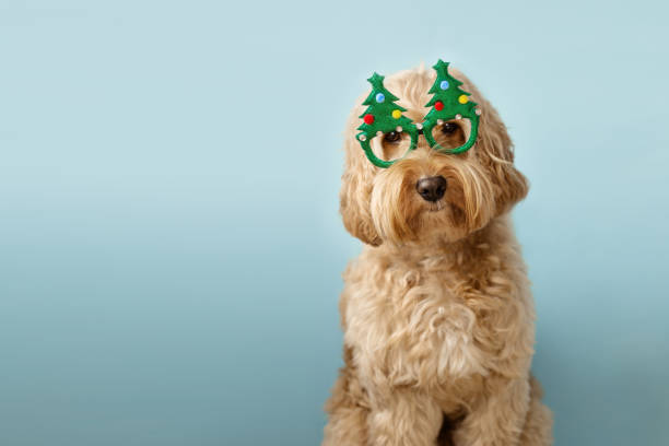 istock Dog wearing Christmas glasses 1283551553