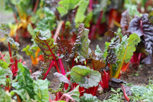 istock Beetroot plants in slow food garden. 1283552720
