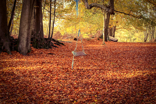 Rope Swing Chair Swing in Autumn Forest