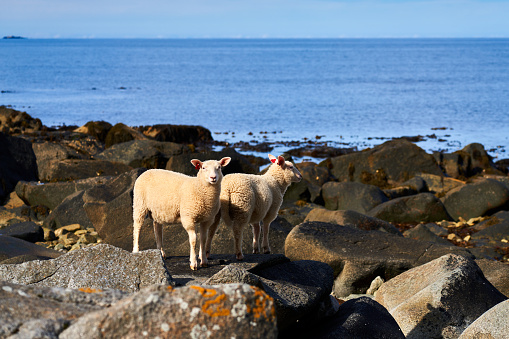 these sheep eat tang on the beach