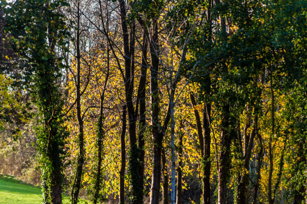 branch tree forest light isolated green lush sunshine autumn