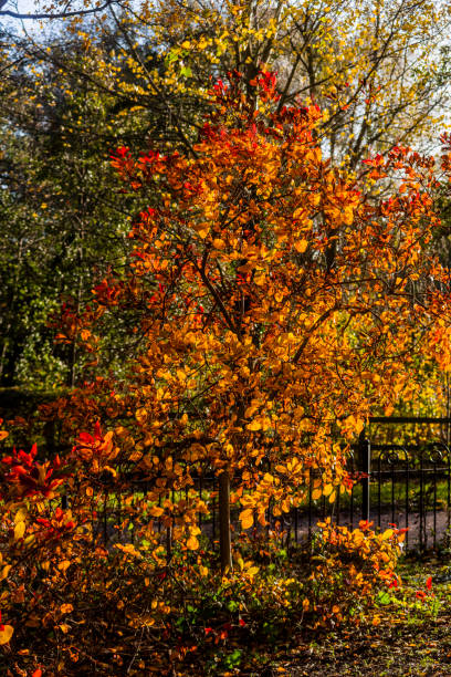 istock branch tree forest light isolated green lush sunshine autumn 1283555379