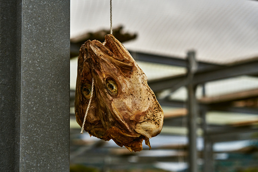 dried stockfish fish heads hanging on a rope