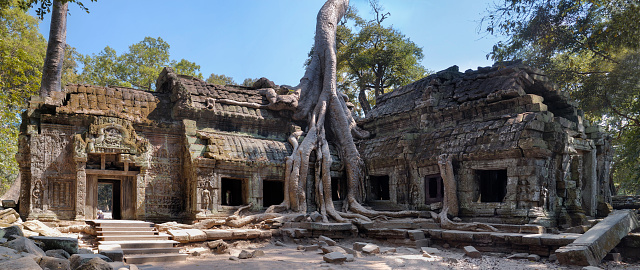 root of the Giant Banyan Tree of Ta Prohm Temple