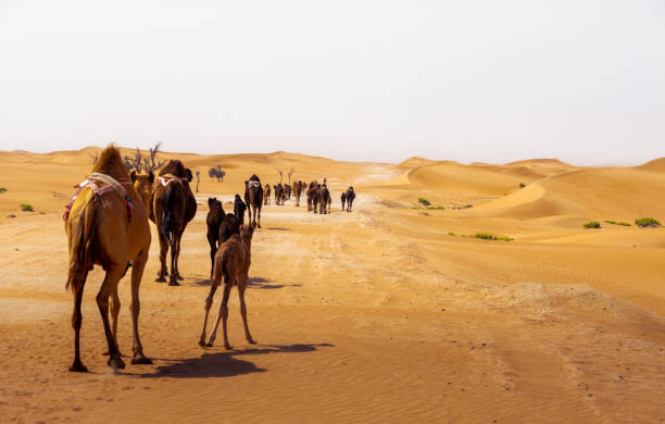 istock the caravan through the desert 1283556602