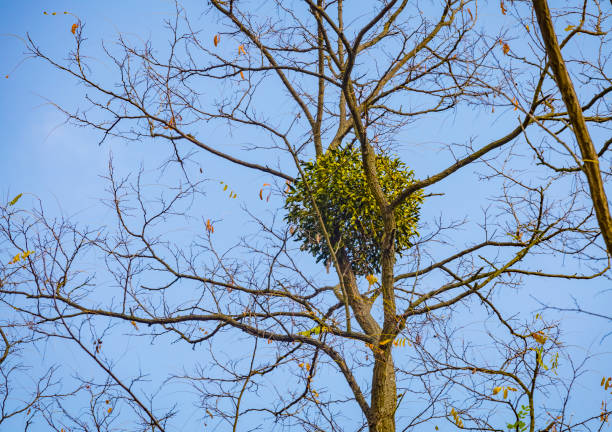 poisonous semi-parasite mistletoe white viscum album on a tree owner - european mistletoe imagens e fotografias de stock