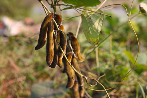 The pods of Mucuna pruriens. Its English common names velvet bean, Mauritius velvet bean, cowage, cowitch, lacuna bean, Lyon bean.The plant is notorious for extreme itchiness it produces on contact.