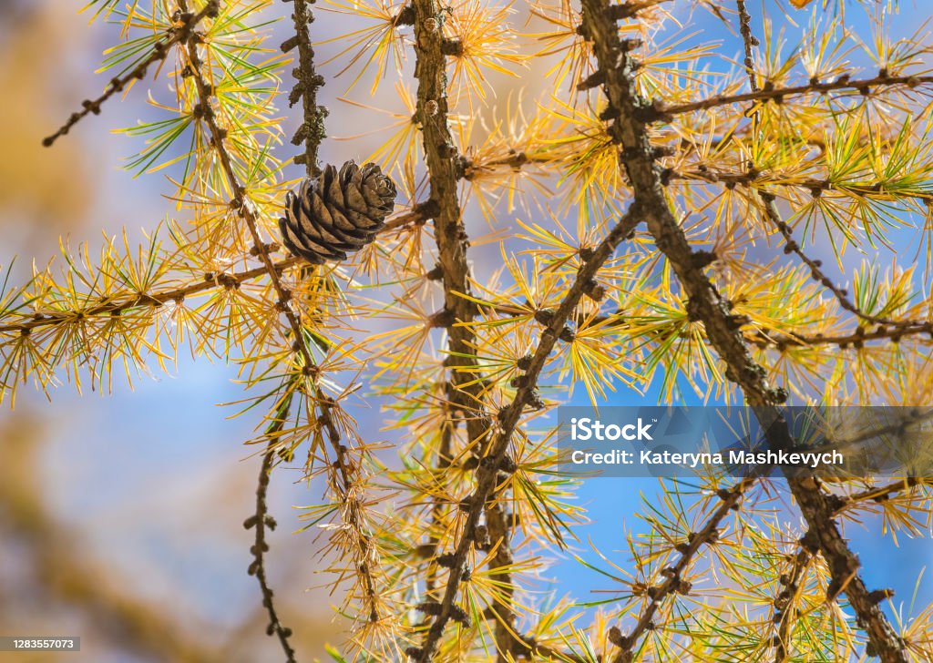 Larix gmelinii or the Dahurian larch. Cones on a coniferous tree in autumn. Yellow needle like leaves. Blue sky background. Autumn Stock Photo