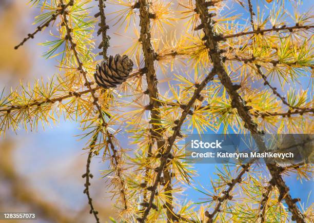 Larix Gmelinii Or The Dahurian Larch Cones On A Coniferous Tree In Autumn Yellow Needle Like Leaves Blue Sky Background Stock Photo - Download Image Now