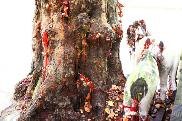 istock A sacred tree inside the forests of Nayagram in West Bengal. 1283557313