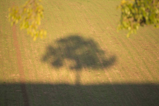 A tranquil and serene landscape that showcases a solitary tree casting beautiful shadows on lush green grass