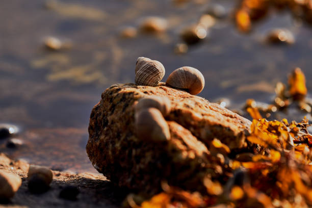 sea snails climbing on a bolder
