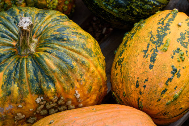 istock The pumpkin, cucurbita, is an annual vegetable. It is also used for decoration on Halloween. 1283559644