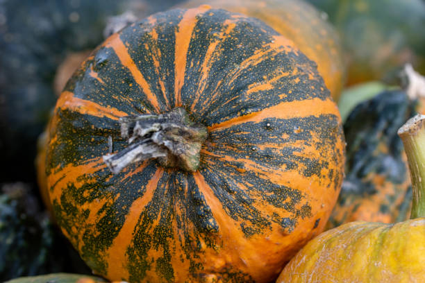 istock The pumpkin, cucurbita, is an annual vegetable. It is also used for decoration on Halloween. 1283559648