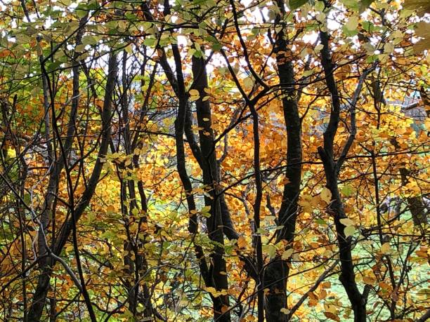 istock Autumn colours at Dalemain 1283559880