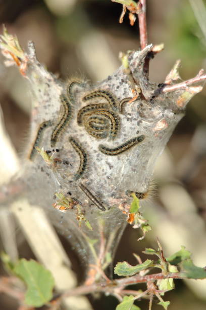 Western tent caterpillars forming tent Western Tent Caterpillars together on their tent on a bush at Fossil Butte National Monument in Wyoming. caterpillar's nest stock pictures, royalty-free photos & images