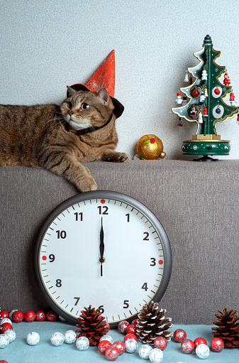 Cat in a carnival cap awaiting the arrival of the New Year near a clock, Christmas tree, and Christmas toys.