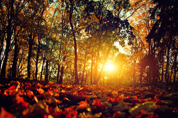 Beautiful autumn background with yellow and red leaves.